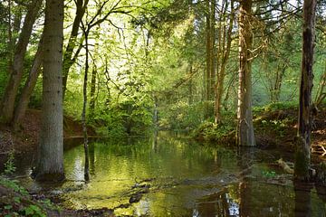 Auenwald: Wo das Licht das Wasser küsst