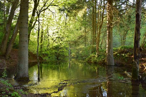 Auenwald: Wo das Licht das Wasser küsst