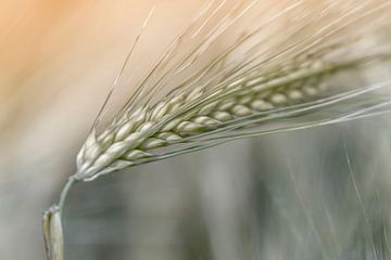 Close-up of a barley spike with long plumes. by Ellen Driesse