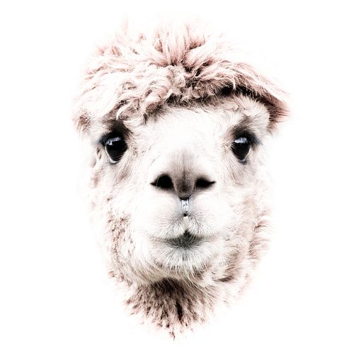 toeziend oog van de alpaca