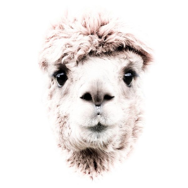 toeziend oog van de alpaca van Judith Spanbroek-van den Broek