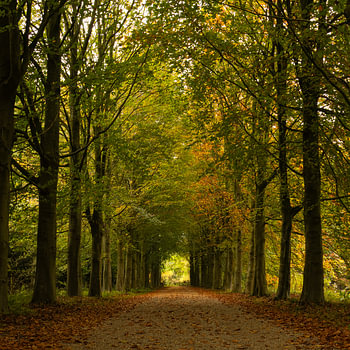 Allee der Bäume