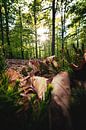 Waldboden mit Laub udn Moos von Florian Kunde Miniaturansicht