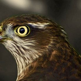 The sparrow hawk sur Daniel van Vliet