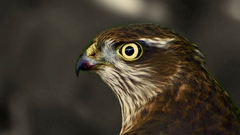 The sparrow hawk by Daniel van Vliet