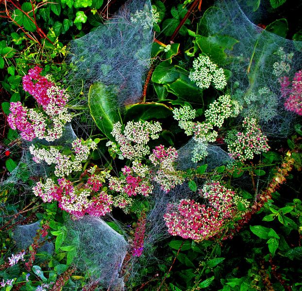 Spinnenwebben in dauw  von Leontine van Mourik