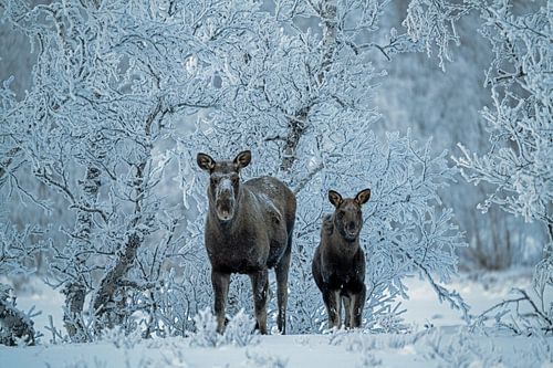 Eland met kalf in Abisko National Park van Arina Kraaijeveld