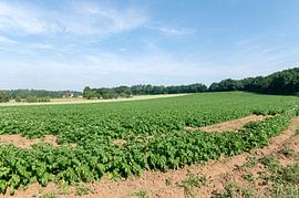 French fries in the making, Belgium by Richard Wareham