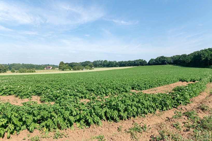 Frites in wording, Belgie van Richard Wareham