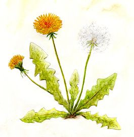 Dandelion by Sandra Steinke