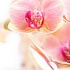 Makro rosa Orchidee von studio photoflash