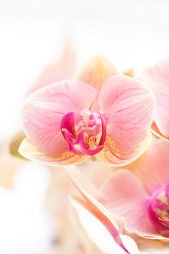 macro orchidée rose sur marloes voogsgeerd