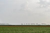 Zeeland.