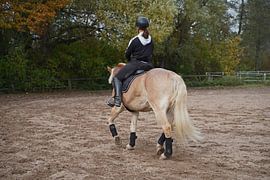 Training with the light brown Haflinger with beige mane