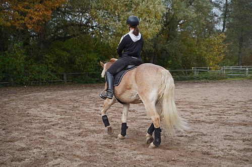 Training met de lichtbruine Haflinger met beige manen