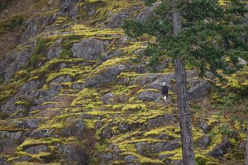 Weißkopfseeadler in seinem natürlichen Lebensraum