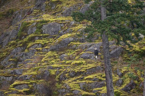 Weißkopfseeadler in seinem natürlichen Lebensraum