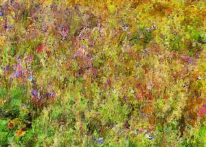 Wildblumenwiese Impressionen