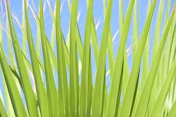 Palmblad achtergrond van Ulrike Leone