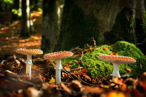 Groepje rood wit gestipte vliegenzwammen in sfeervol herfst bos met najaarslicht