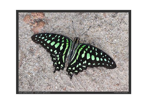 Groene kolibrie - DIN A2