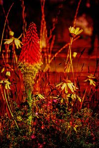 Fackellilie in der letzten Sonne von Helga Blanke