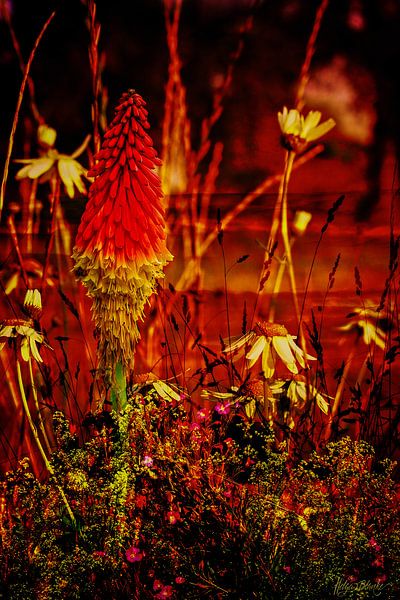 Torche Lily dans le dernier soleil par Helga Blanke