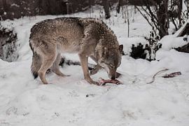 Ein Wolfsweibchen vor einem Hintergrund aus Schnee mit einem Knochen knabbert an einem Knochen, ein  von Michael Semenov