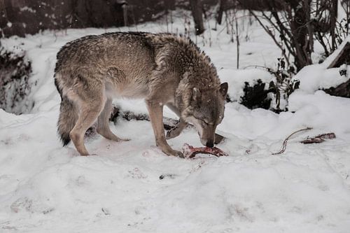 Een vrouwelijke wolf tegen een achtergrond van sneeuw met een bot knabbelt aan een bot, een roofdier