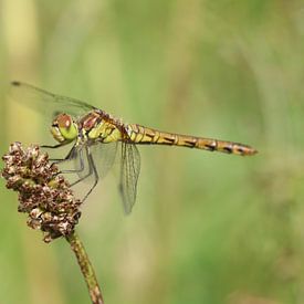 Große Heidelibelle von Matthias Brix
