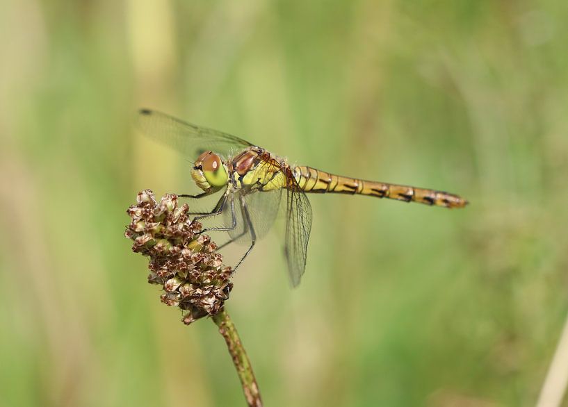 Grande libellule de bruyère par Matthias Brix