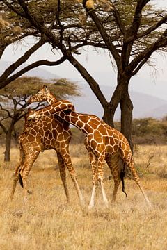 Strijdende Giraffen van Van Renselaar Fotografie
