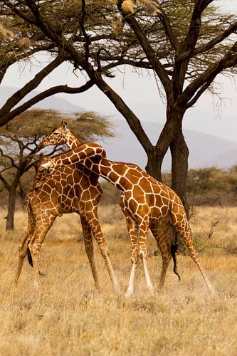 Strijdende Giraffen