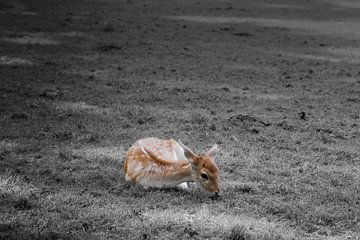 Young deer on a black and white background by Jolanda de Jong-Jansen