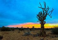 Quiver trees bij zonsopkomst in de Kalahari woestijn,Namibië van Rietje Bulthuis thumbnail