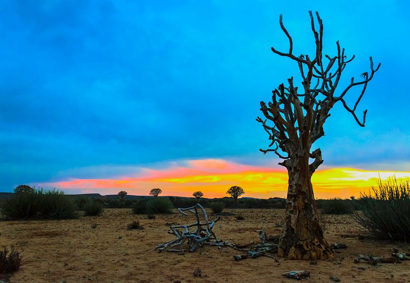 Quiver trees bij zonsopkomst in de Kalahari woestijn,Namibië van Rietje Bulthuis