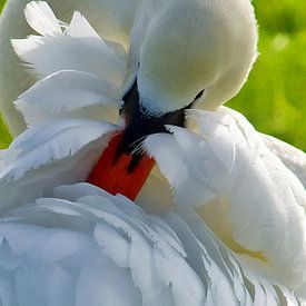 Brushing swan in the polder by Petra Vastenburg