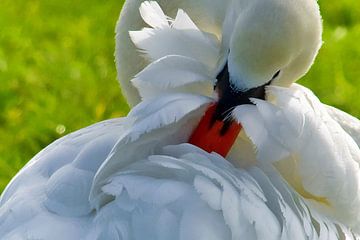 Brushing swan in the polder