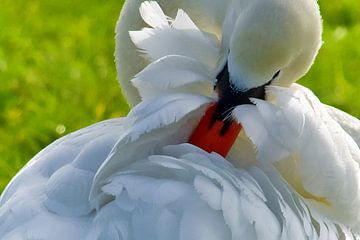 Poetsende zwaan in de polder van Petra Vastenburg