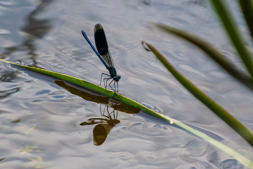 Woodland creek damselfly. by Brian Morgan
