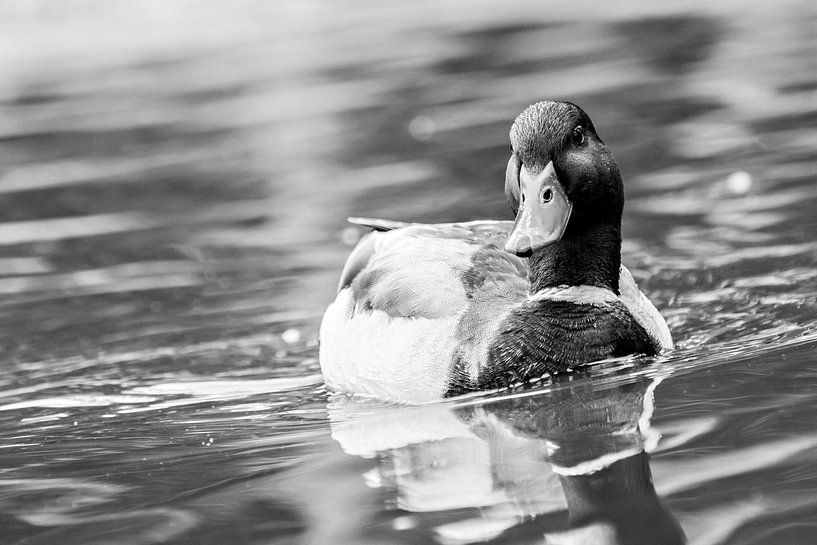 Duck the bill by Lonneke Prins