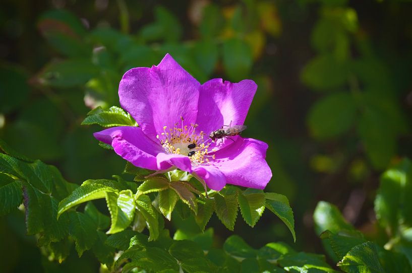 Rosa rugosa by Bo Valentino