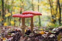 Autumn mushroom