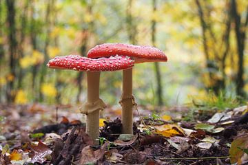 Herfst paddenstoel van Peter Hullegien