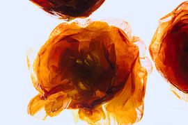 Orange primroses in ice