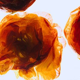 Oranje primula's in ijs van Marc Heiligenstein