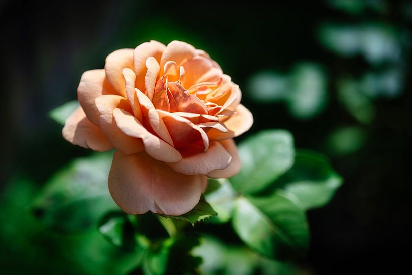 A macro of a rose by Andreas Völkel