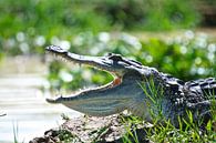 Krokodil in Afrika van Niek Belder thumbnail