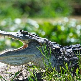 Krokodil in Afrika van Niek Belder