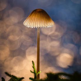 Champignon sur Andre Michaelis